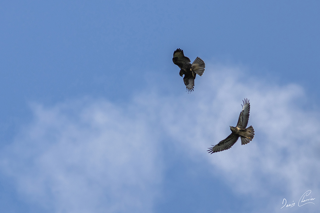 Parade nuptiale pour deux Buses variable